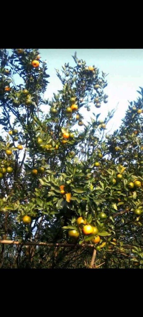 Book Sittong Choden Homestay | Near Mahaldiram Tea Garden, Kurseong