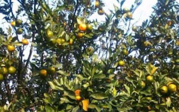 Book Sittong Choden Homestay | Near Mahaldiram Tea Garden, Kurseong